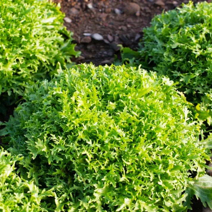 Endive Seeds - Tres Fine Frisée Narrow Leaf Cichorium endivia for Salad Gardening, Organic, Non-GMO Seed Packet