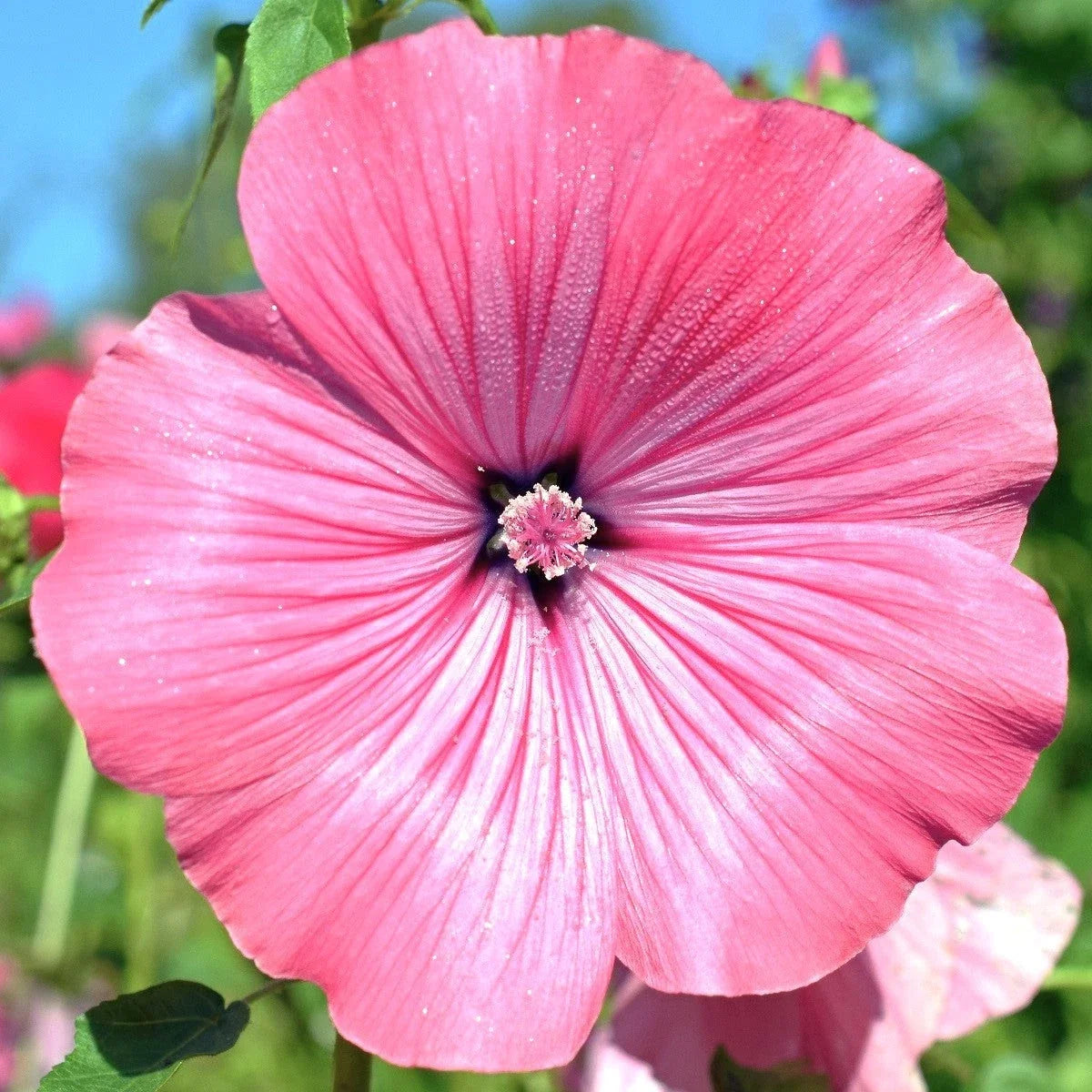 Blush Pink Malva Trimestris Seeds - Rose Mallow Flower Seeds for Garden, Annual, Pollinator Attracting, 50 Seeds