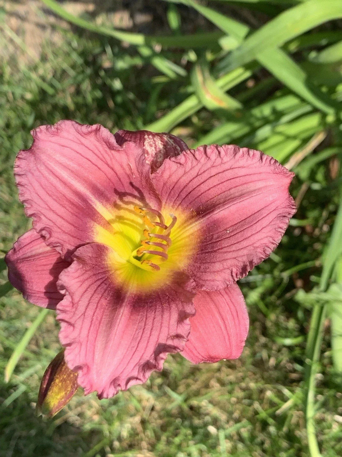 De Oro Daylily Starter Plant - Purple Red Pink Hemerocallis Bare Root Perennial