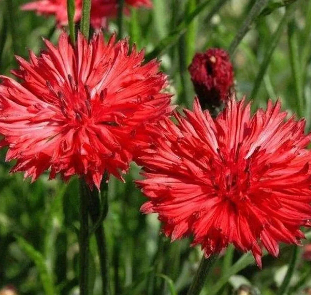 Red Bachelor Button Seeds, 400+ Centaurea Cyanus Flower Seeds for Garden, Bright Red Annual Blooms
