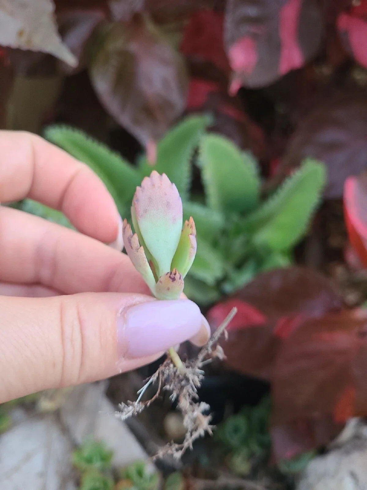 Mother of Thousands Kalanchoe Succulent Plant 5 Pack - Easy Care Mexican Hat Succulent