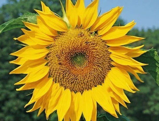 Dwarf Sunspot Sunflower Seeds - 30+ Count, 2 FT Annual, Helianthus annuus