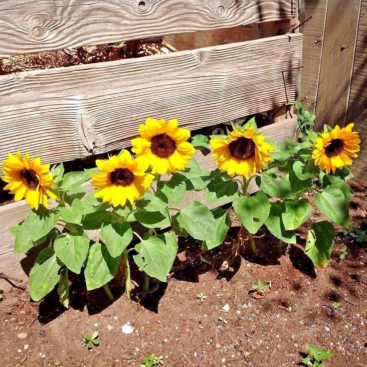Dwarf Sunflower Seeds - Sunspot Variety - Annual Wildflower for Containers - Helianthus annuus
