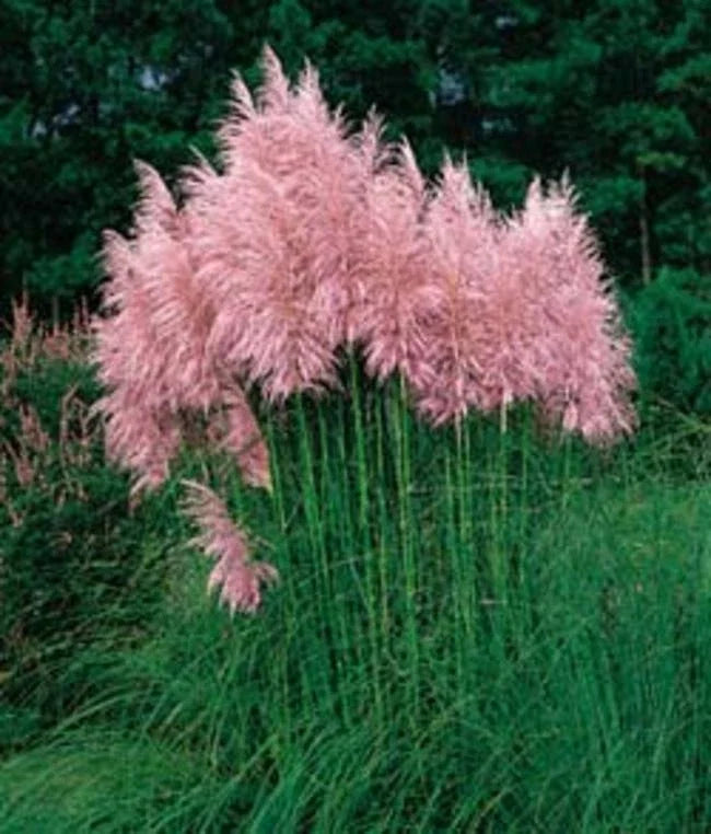 Pampas Grass Seeds - Strawberry Flower Plumes - 50 Seeds - Cortaderia selloana for Landscaping & Decor