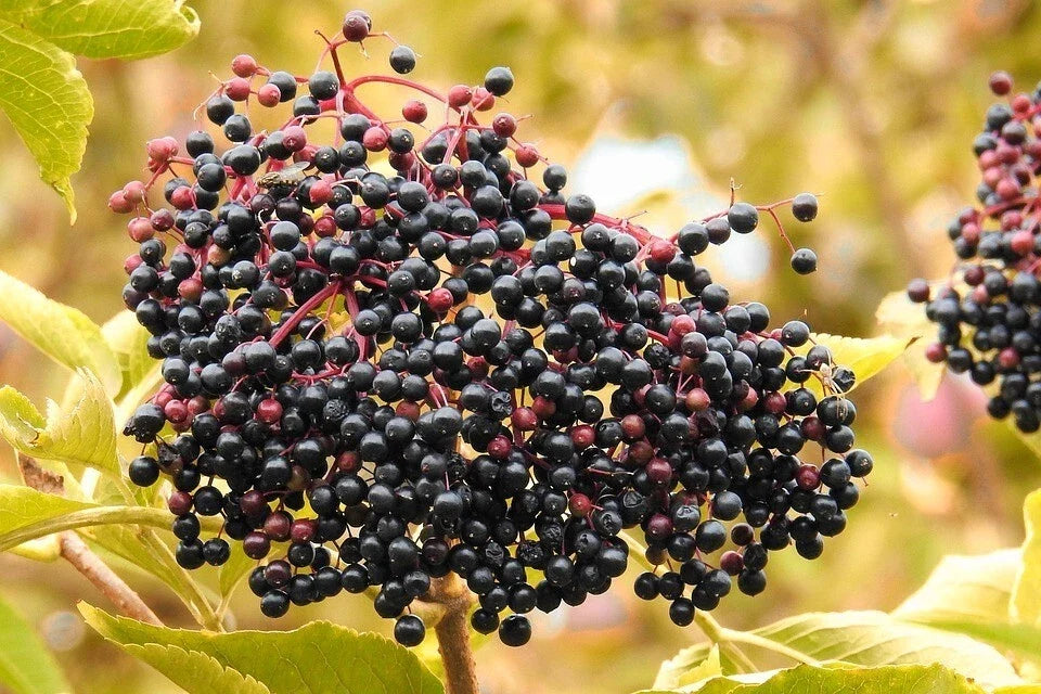 American Elderberry Seeds – Organic Sambucus canadensis for Gardening & Landscaping, 50 Count