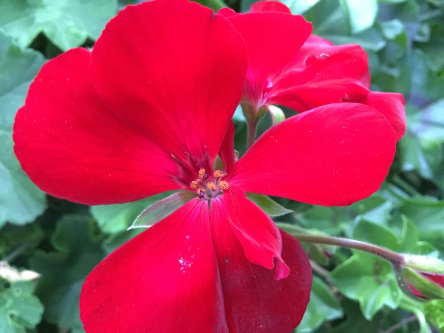 Ivy Zonal Geranium Cuttings 3-Pack Deep Velvet Red Pelargonium for Hanging Baskets & Containers