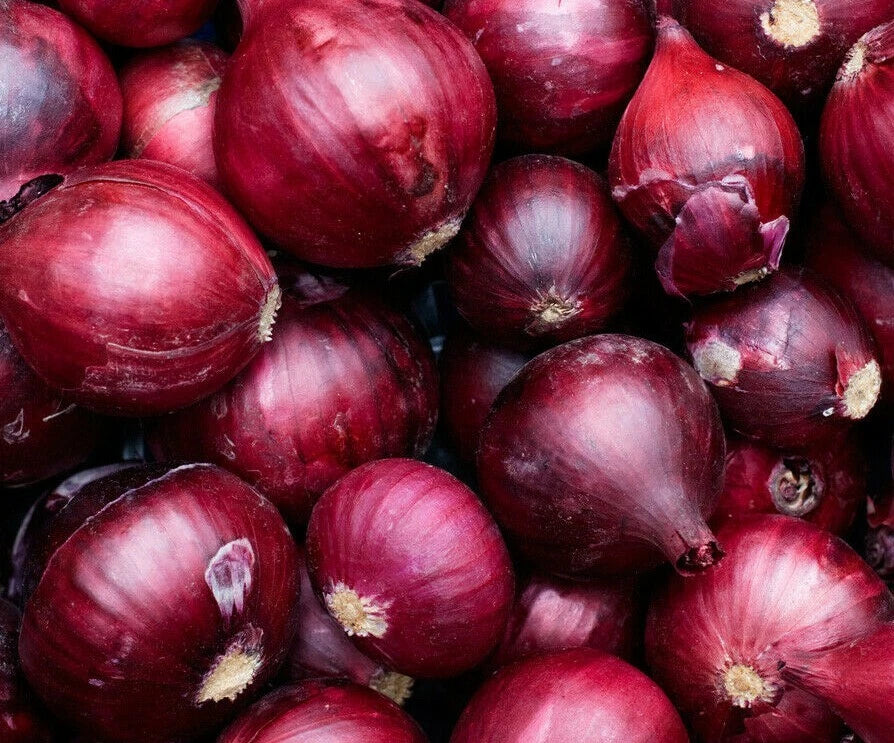Onion Seeds 250+ Red Burgundy - Allium cepa Culinary Vegetable Garden