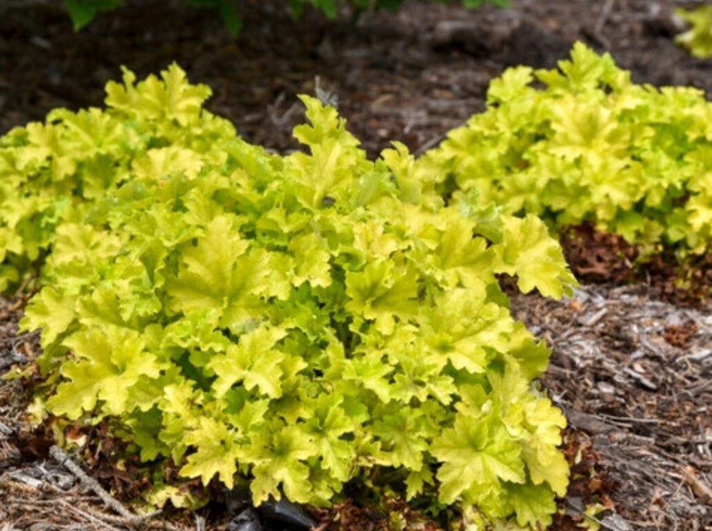 Dolce Apple Twist Coral Bells Bare Root Plant - Heuchera sanguinea with White Flowers, Deer Resistant, Attracts Butterflies & Hummingbirds
