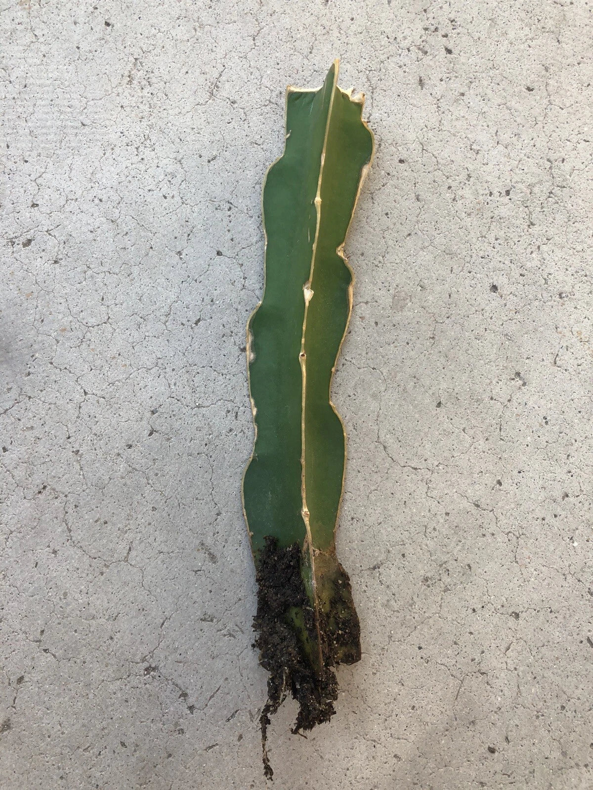 Rooted White Dragon Fruit Cutting - Hylocereus undatus - Exotic Pitaya Cactus for Garden or Indoor Growing