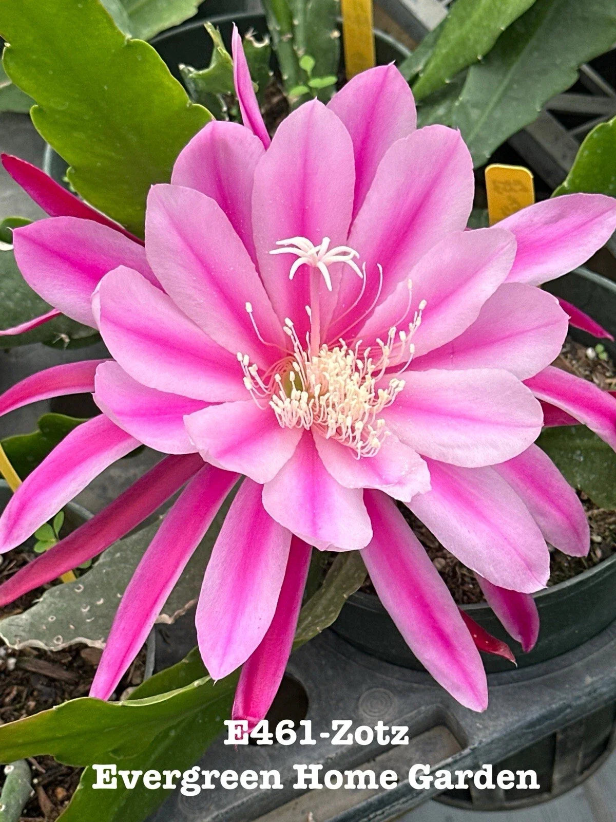 Epiphyllum Orchid Cactus Zotz in 4" Pot | Rooted Indoor Houseplant | Easy Care Trailing Cactus | Epiphyllum spp.
