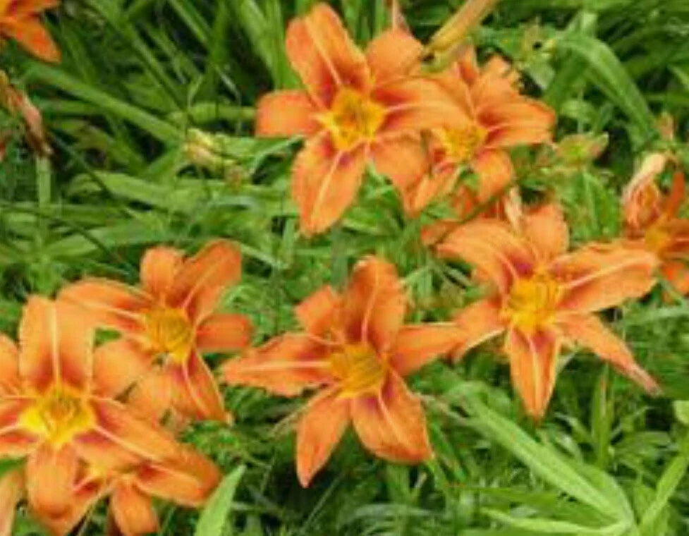 Orange Daylily Bulbs - 10 Pack, Hemerocallis fulva, Bright Orange Wildflower, Perennial Garden Bulbs for Borders & Naturalized Areas
