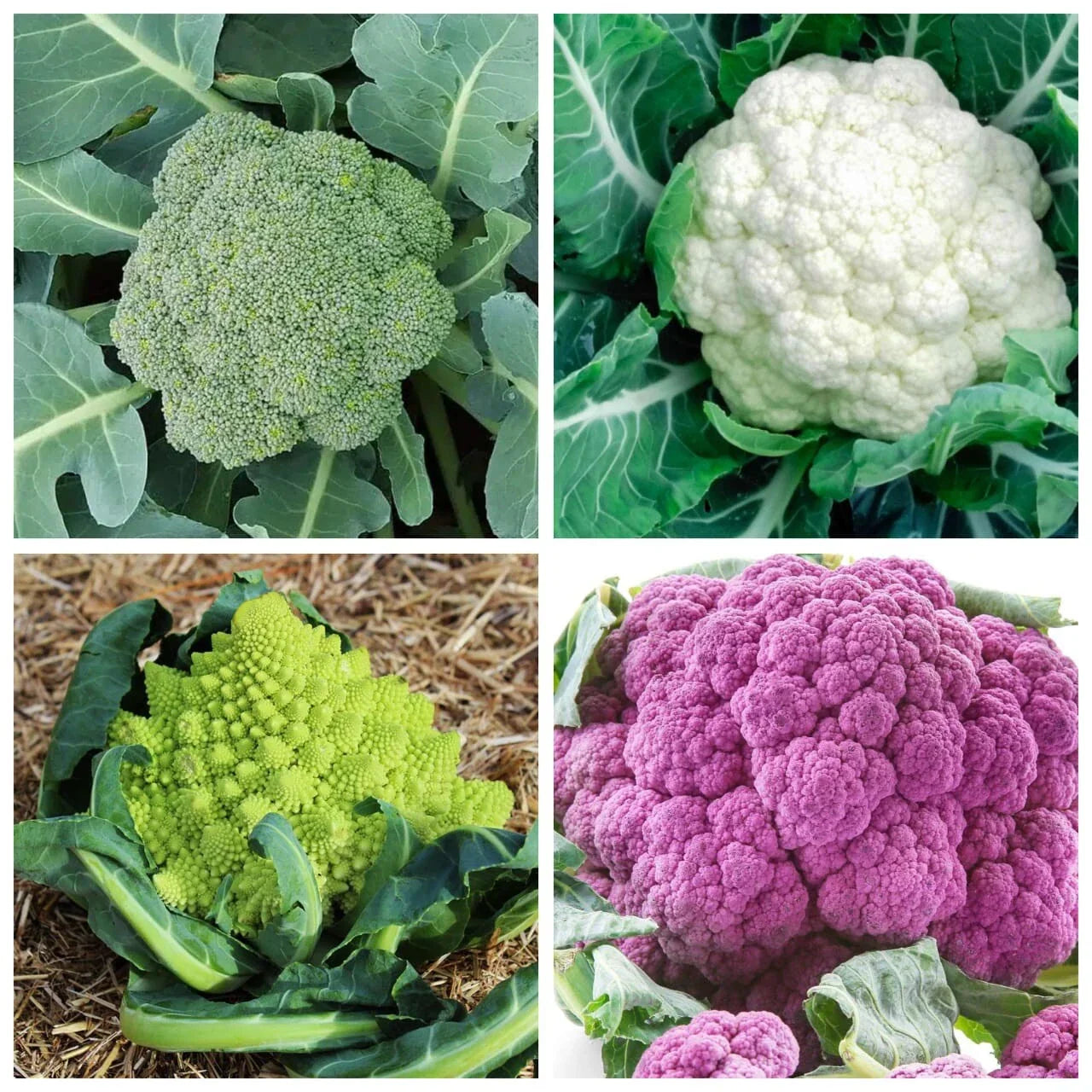 Rainbow Blend Cauliflower Seeds - Mixed Colors Broccoli | 300 NON-GMO Seeds USA