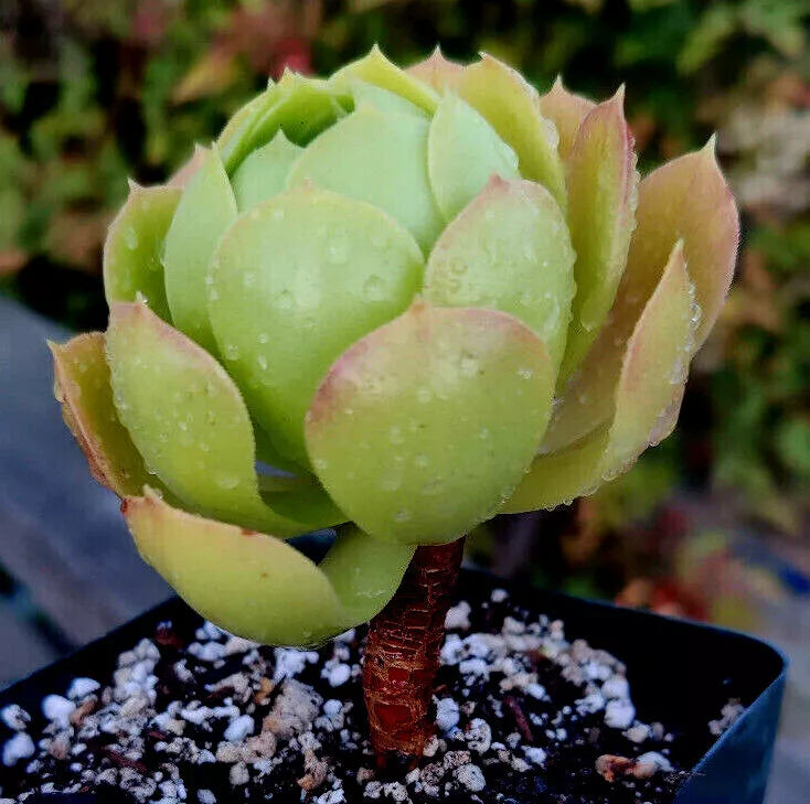 Potted Aeonium Plant 4" Diameter - Rose Bud Succulent Greenovia Variety