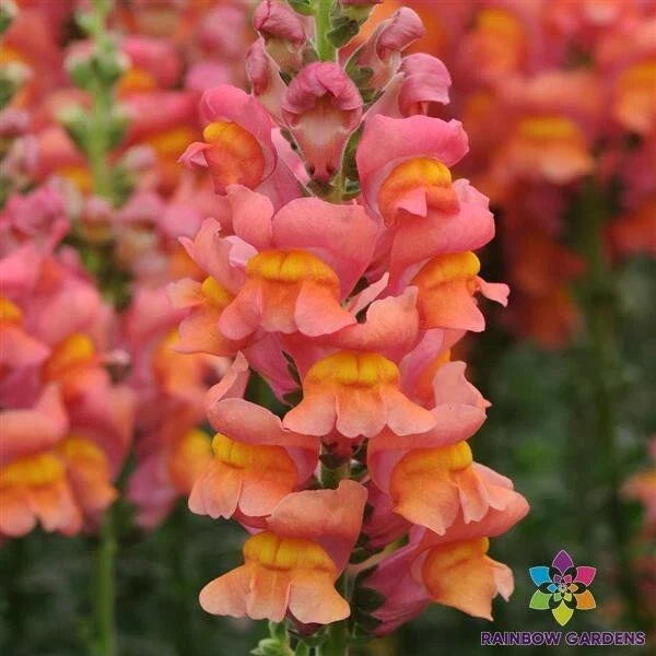 Potomac Orange Snapdragon Seeds - 1000+ Antirrhinum majus Seeds for Garden