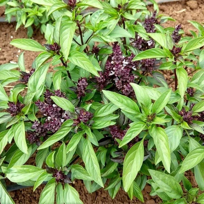 Siam Queen Thai Basil Seeds - Culinary Herb for Thai Cuisine - Non-GMO, Organic, Ocimum basilicum var. thyrsiflora, 100/500/1000/5000 Seeds