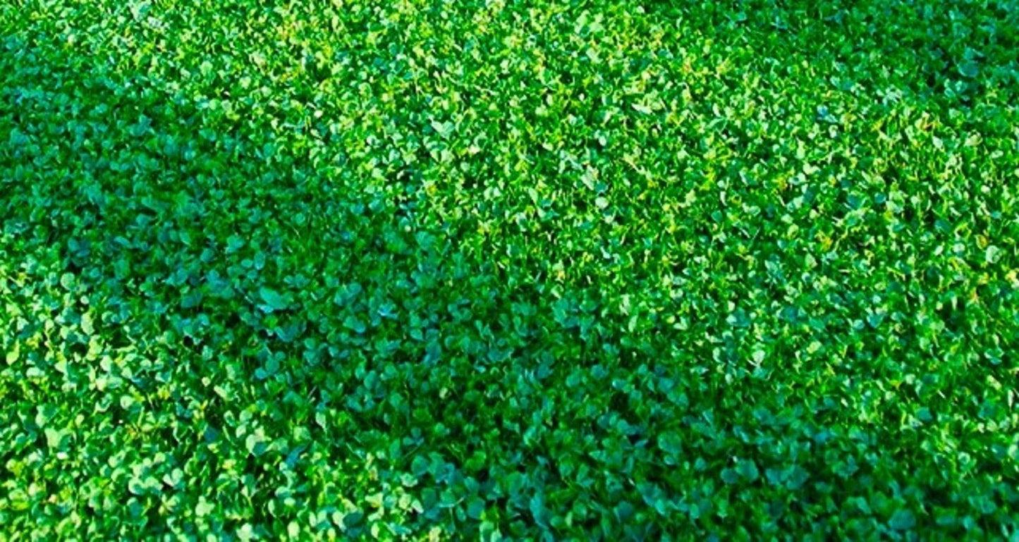 Microclover Seeds 500 Count - Ground Cover Lawn Seeds, Trifolium repens var. minus, Eco-Friendly, Drought-Resistant