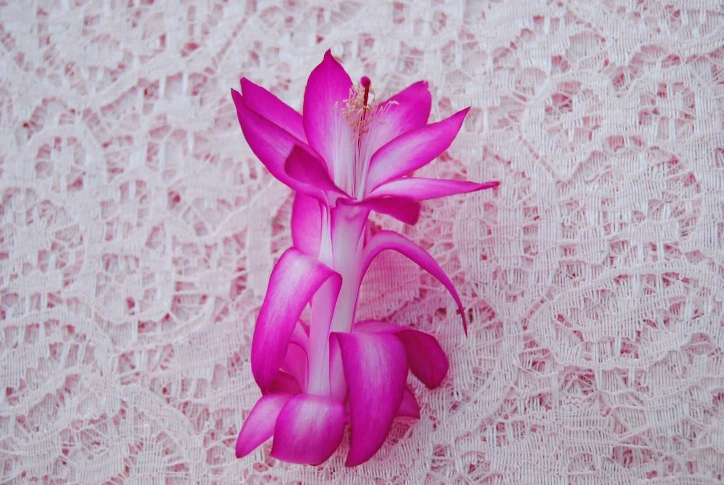 Christmas Cactus Starter Plant - Schlumbergera Truncata Proud Tina, Healthy Well-Rooted Home Decor