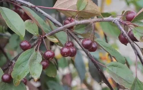 Royal Beauty Crabapple 25 Seeds - Malus 'Royal Beauty' - USA