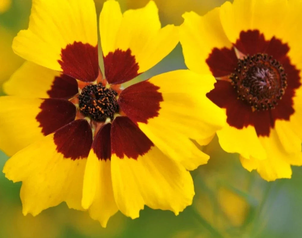 Calliopsis Seeds - 100+ Organic Lanceleaf Tickseed (Coreopsis lanceolata) - USA Grown Non-GMO