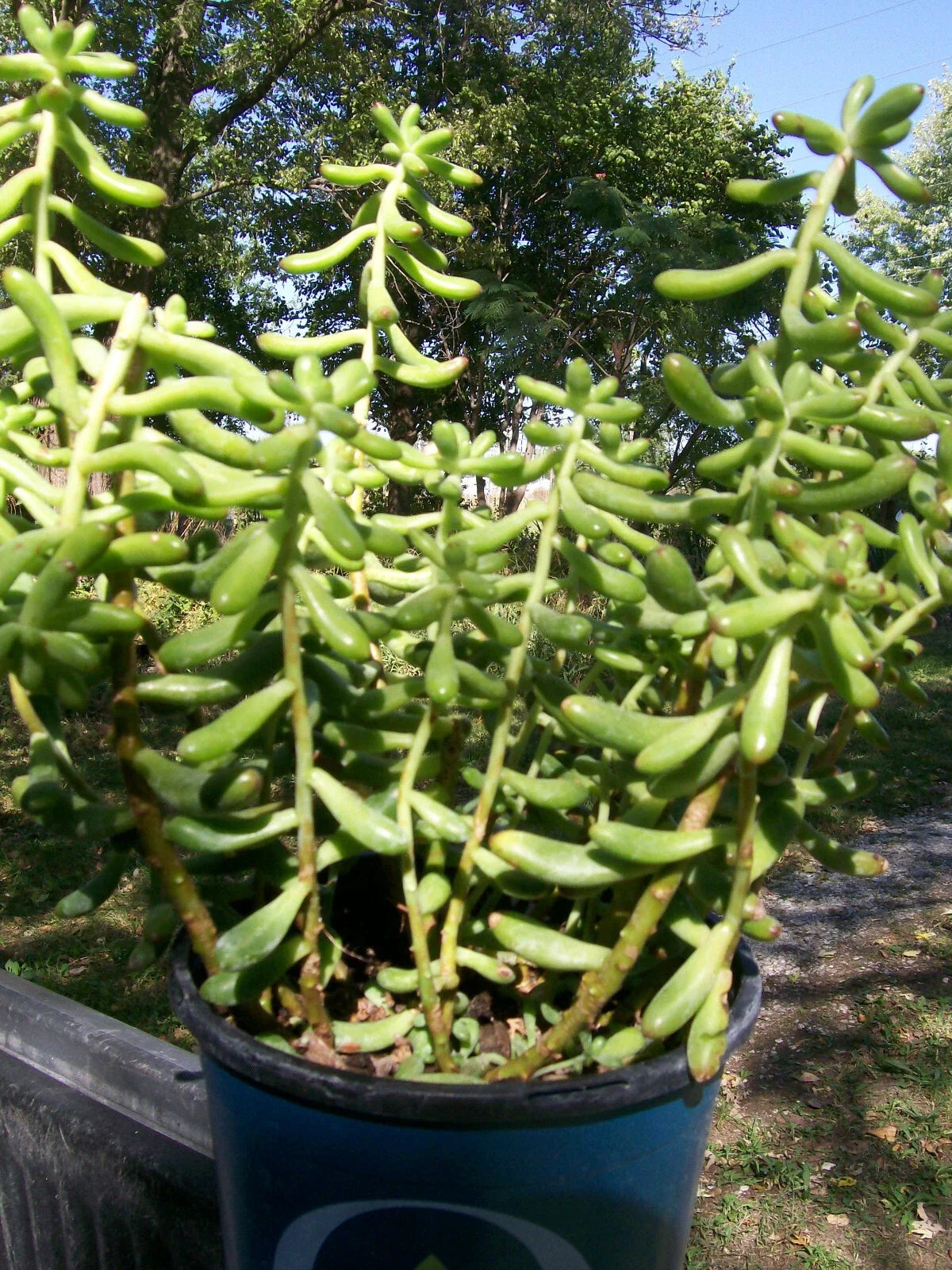 Sedum Salsa Starter Plant 4" Pot Drought Tolerant Ground Cover Sedum spp. Indoor Outdoor Hardy Plant
