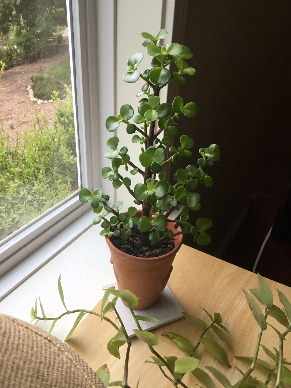 Christmas Tree Jade Cuttings - 6 Cuttings - Crassula perfoliata var. falcata Succulent