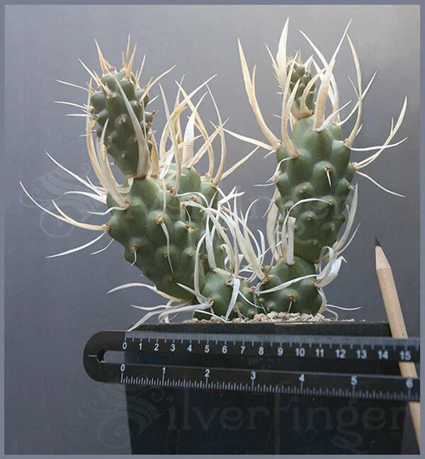 Live Paper Spine Cactus Plant - Tephrocactus articulatus papyracanthus - Unique Succulent in 4-inch Pot