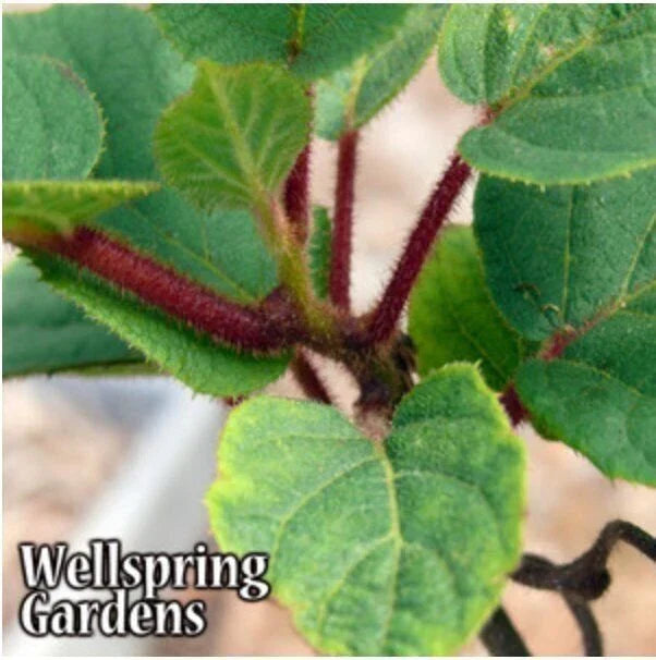 Tomuri Male Kiwi Plant - 3-Inch Pot - Actinidia chinensis - Pollinator for Female Kiwi Plants