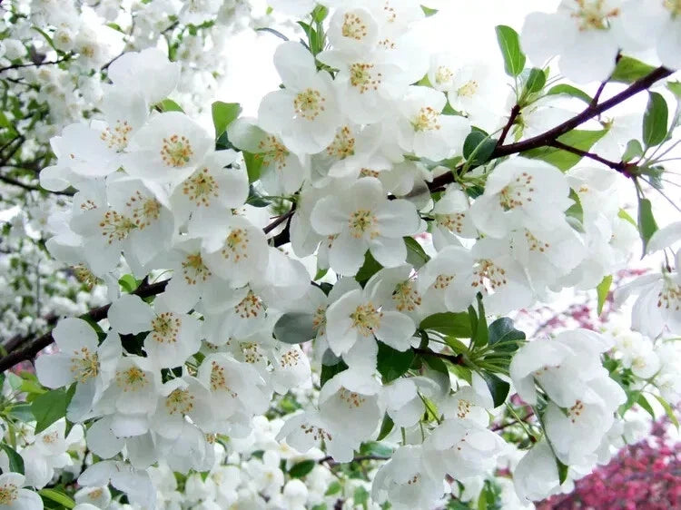 Snowdrift Crabapple Seeds - 25 Heirloom Malus 'Snowdrift' for Garden Planting, White Flowers, Pollinator Attractant, USA