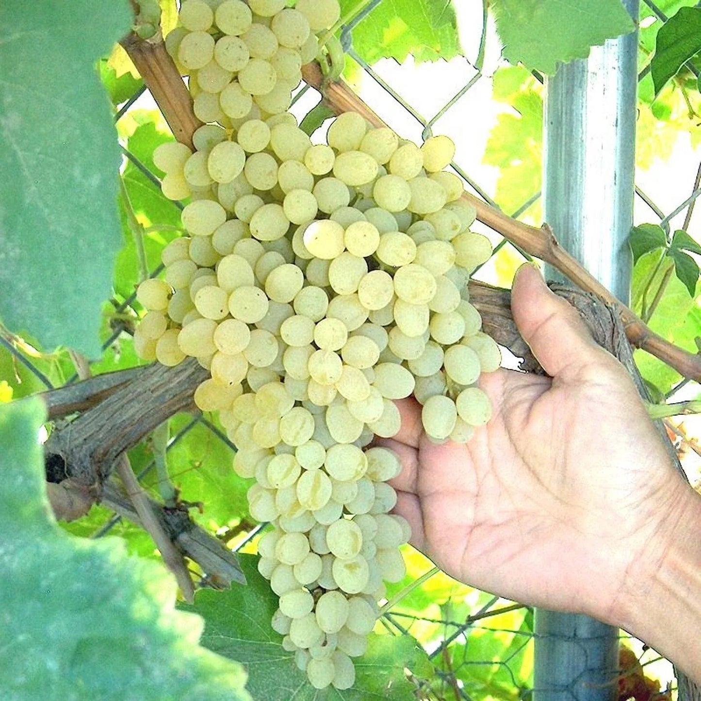 Thompson Seedless Grape Bare Root Plant – Green Seedless Table Grape Vitis vinifera for Home Gardens