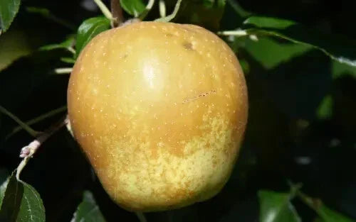 Hudson's Golden Gem Apple Seeds - 25+ Malus domestica Seeds for Garden Planting