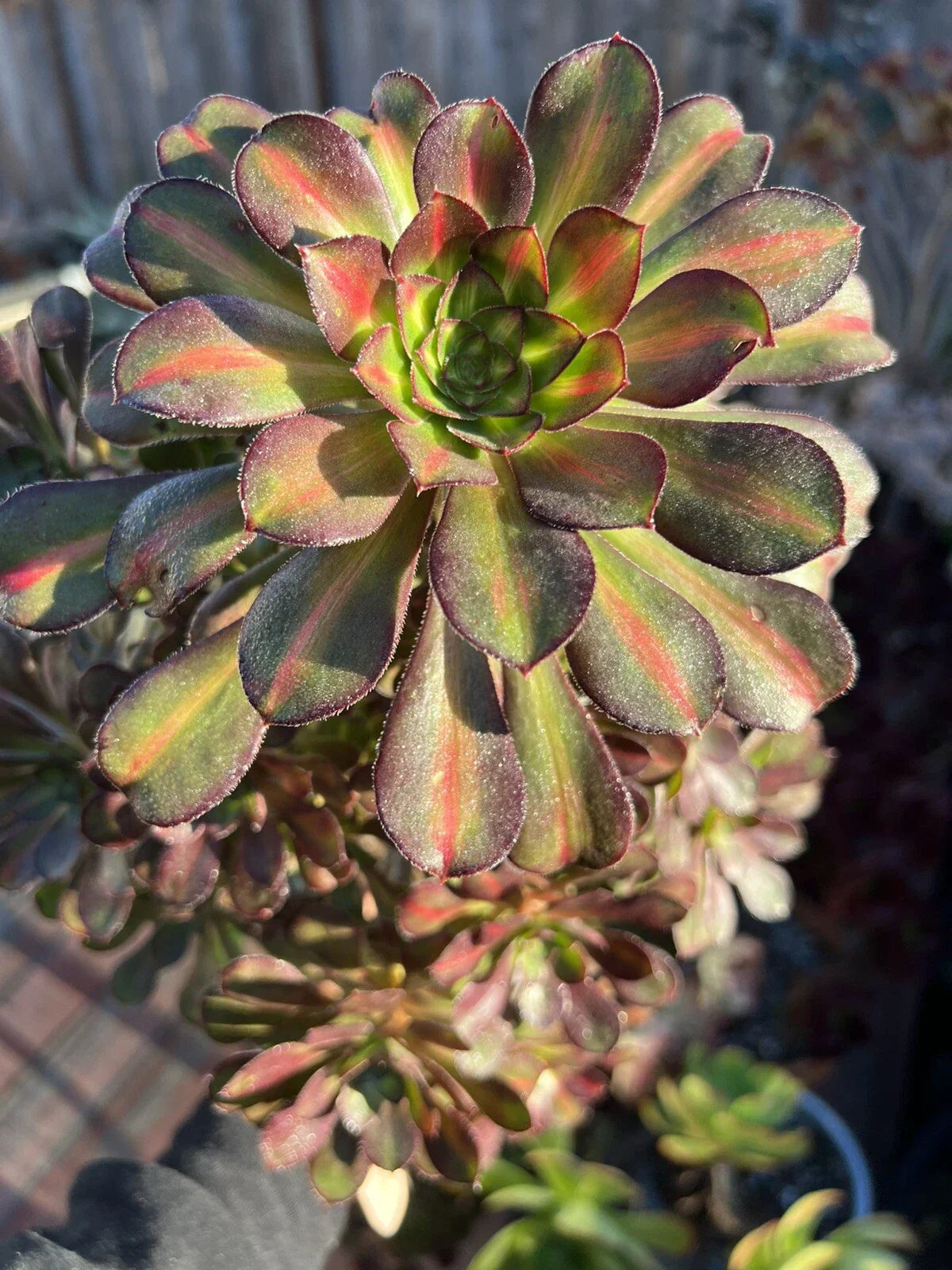 Aeonium Sunset Glow Cutting - Colorful Variegated Succulent Plant