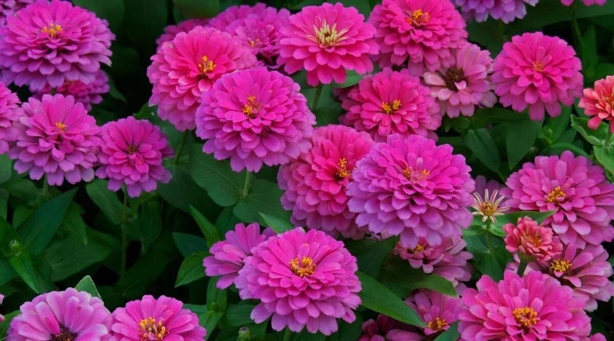 Uproar Rose Zinnia Seeds - 100+ Pack, Vibrant Rose Color, Easy to Grow, Zinnia elegans, Annual Garden Flower, Free Shipping
