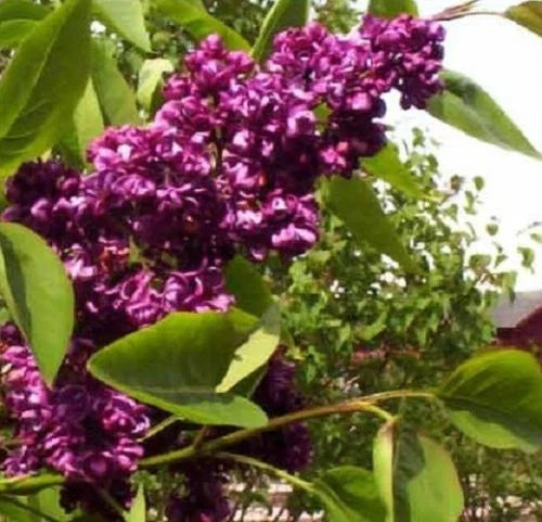 25 Dark Purple Lilac Seeds - Hardy Perennial Flower Shrub - Syringa vulgaris