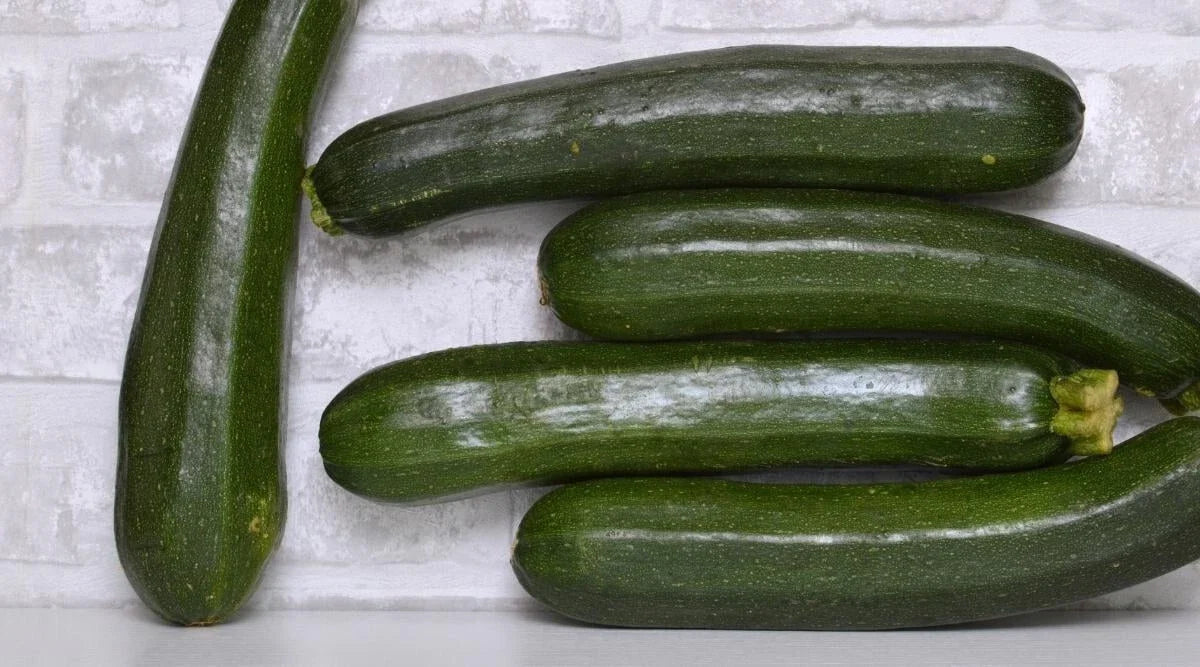 Dunja Zucchini Seeds - 25+ Pack, Cucurbita pepo, Non-GMO, Home Garden, Bush Type, Full Sun, USA