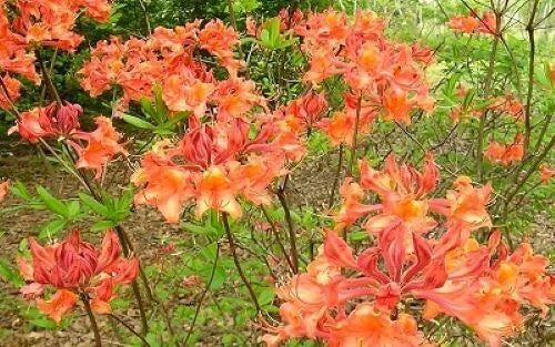 Aromi Azalea Starter Plant - Mauvila Gold Deciduous Rhododendron with Golden Blooms