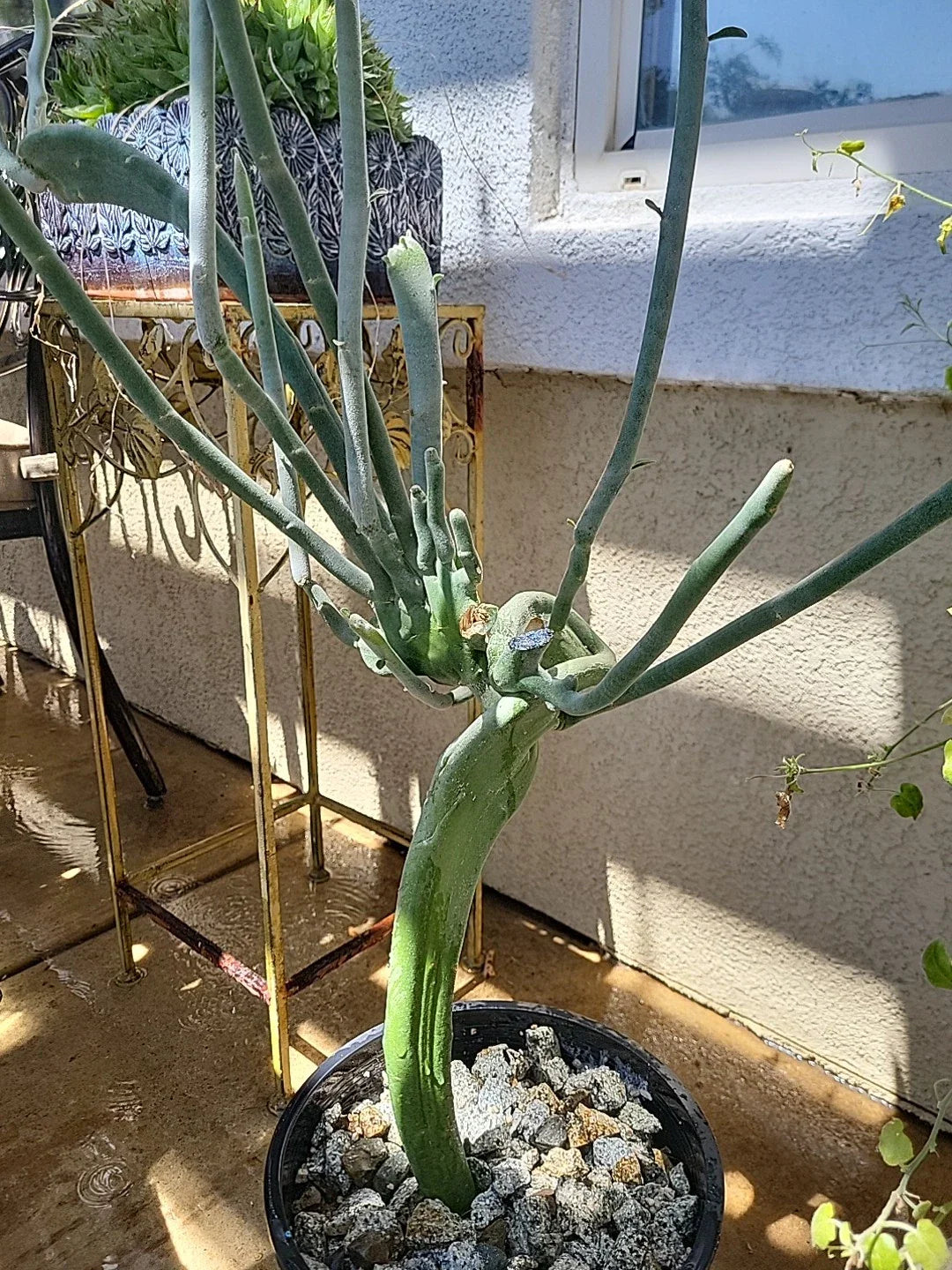 Euphorbia Tirucalli Monstrous Cactus Cutting | Succulent Plant | Unique Green Stem | Drought-Tolerant Indoor Outdoor Plant