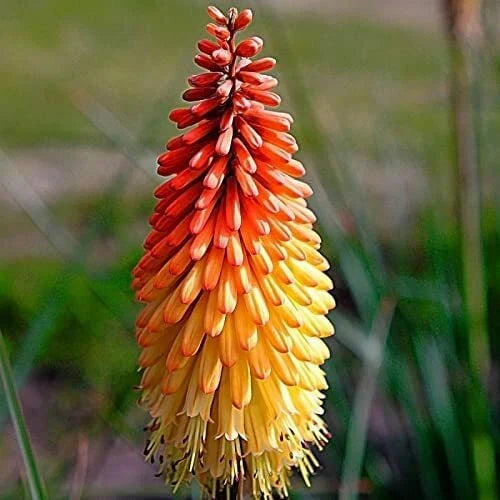 Red Hot Poker Flower Seeds - 50+ Kniphofia Uvaria Perennial Seeds for Full Sun Gardens