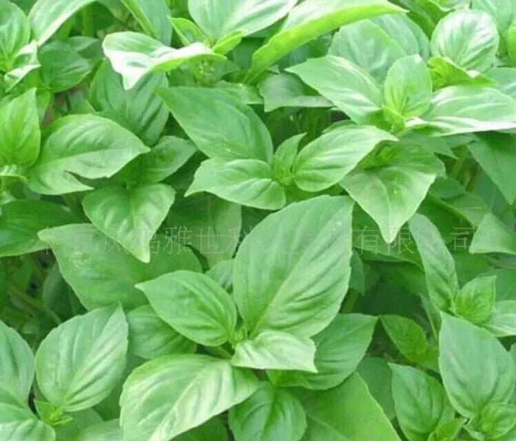 Organic Basil Seeds - Big Leaf Green Variety - 50 Pack - Ocimum basilicum - Culinary Herb for Gardening