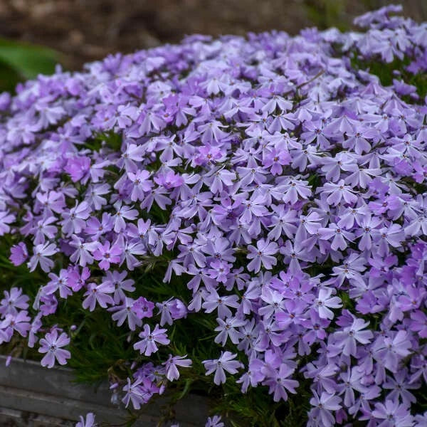 Creeping Phlox Seeds - Blue Emerald Variety - Ground Cover, Border, Rock Garden - Phlox subulata, Perennial, Blue Flowers