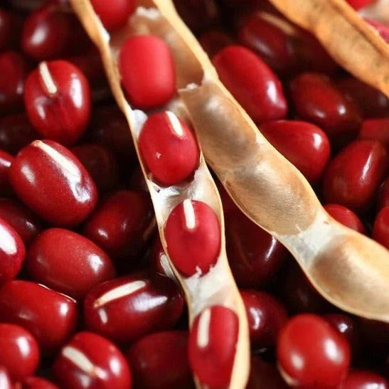 Adzuki Red Bean Seeds - 50+ Count, Organic Vigna angularis, Bushy, Nutritious, Perfect for Home Gardens & Small Farms