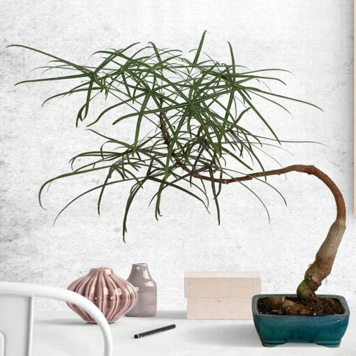 Australian Bottle Tree Live Plant – 2.5" Pot, Brachychiton rupestris, Rare Exotic Bonsai Tree