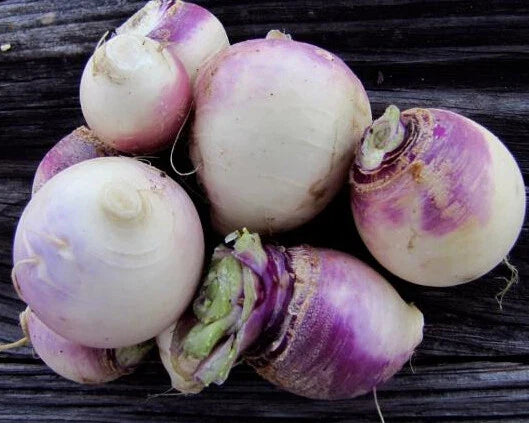 500+ Purple Top White Globe Turnip Seeds | Brassica rapa Vegetable Seeds for Gardening & Cooking
