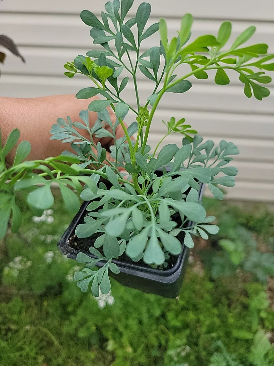 Blue Rue Live Plant in 3-Inch Pot - Ruta graveolens Aromatic Herb for Garden and Home