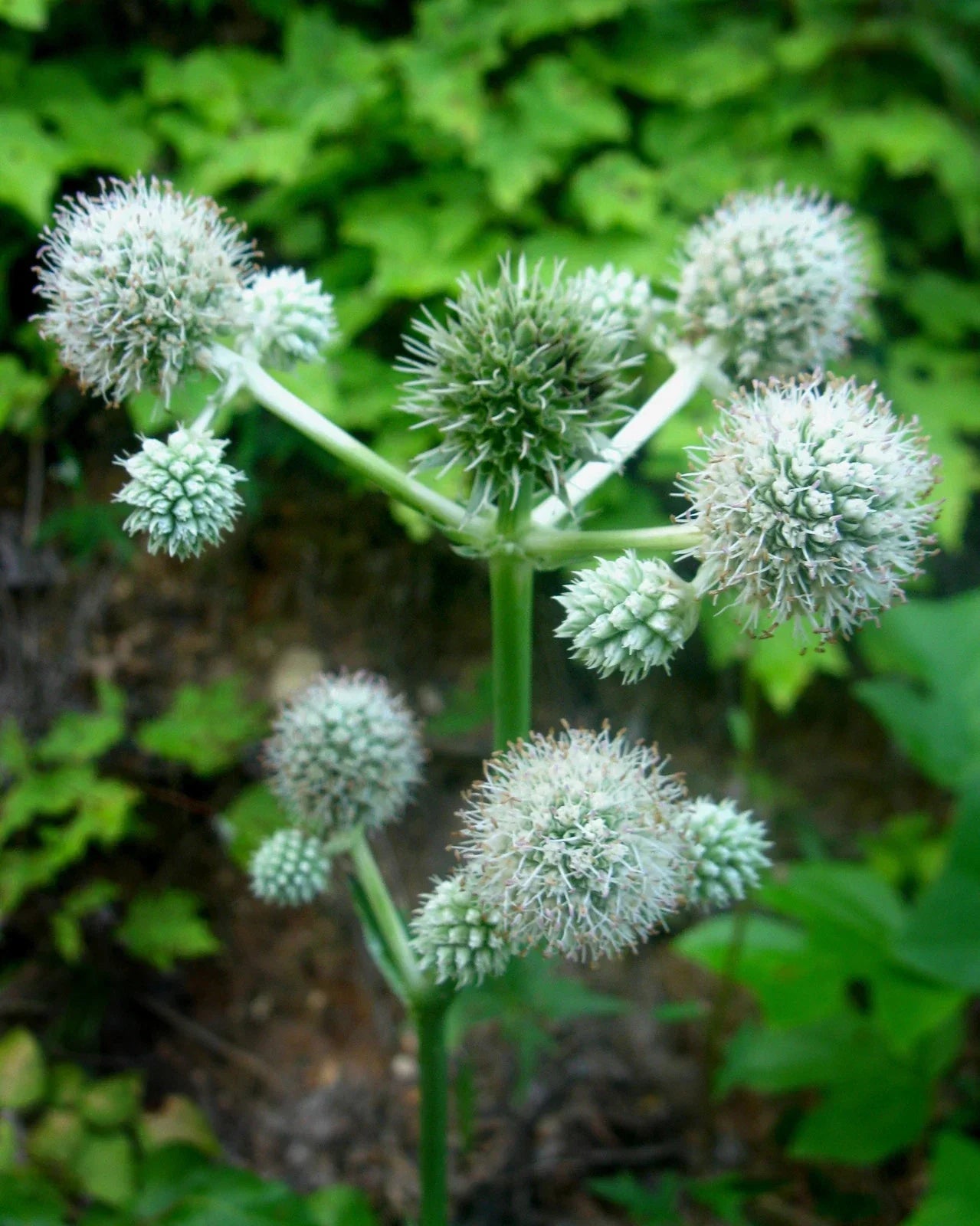 Rattlesnake Master Seeds - 105 Perennial White Seeds - Eryngium yuccifolium - GroCo USA