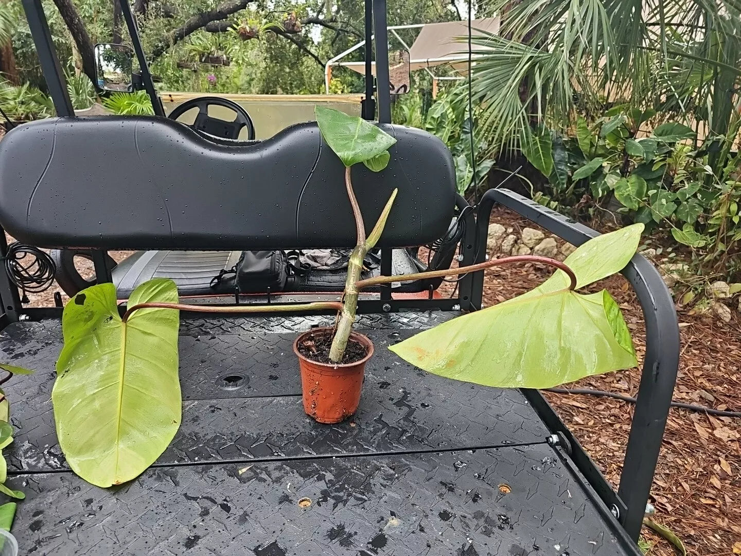 Philodendron Red Emerald Cutting - Large Matured Rooted in 5" Pot - Vibrant Tropical Houseplant