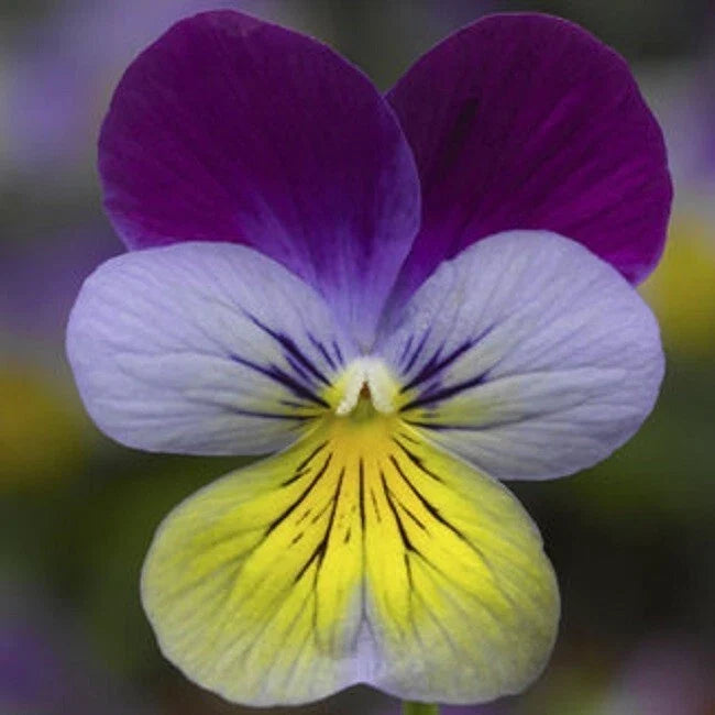 Viola Seeds - 50 Count - Deltini Blue Purple Wing Scented Viola (Viola tricolor) for Borders & Containers