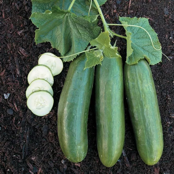 Straight Eight Cucumber Seeds - Heirloom Non-GMO Cucumis sativus for Salad, Pickling & Home Garden