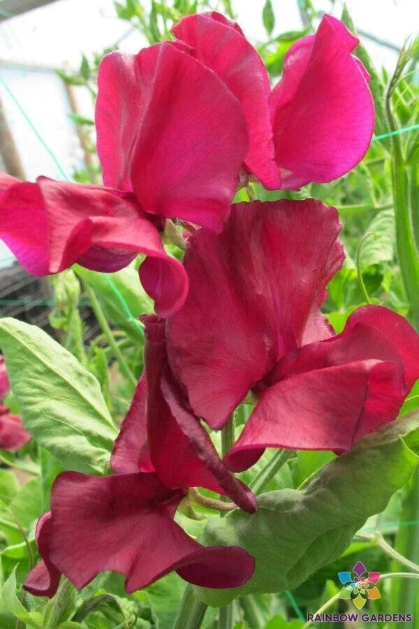 Sweet Pea Seeds Pack of 50+ | Mark Williams Variety | Lathyrus odoratus | Fragrant Climbing Vine for Gardens & Containers