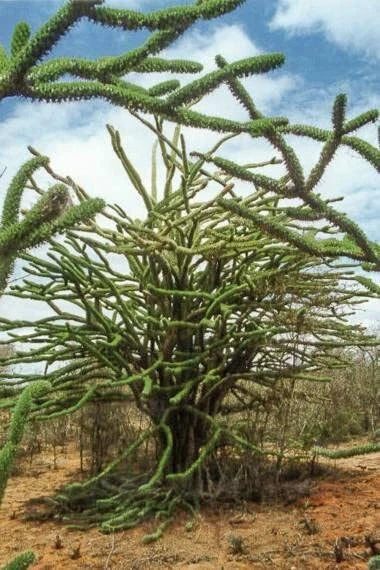 Madagascar Ocotillo Seeds - Alluaudia procera - Drought-Tolerant Succulent Seeds for Xeriscaping and Arid Gardens
