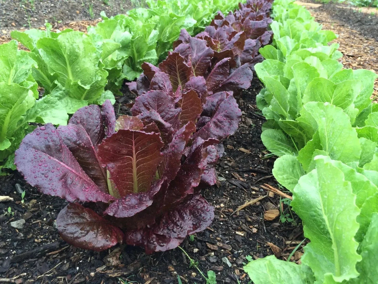 Red Romaine Lettuce Seeds - 500+ Organic Non-GMO Heirloom Lactuca sativa for Home Gardens